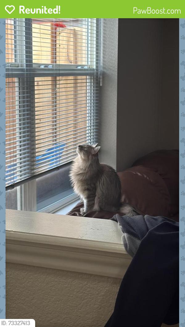 Reunited Female Cat last seen Near th st, Greeley, CO 80634