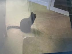 Lost Female Cat last seen Edmonton green, Edmonton, England 