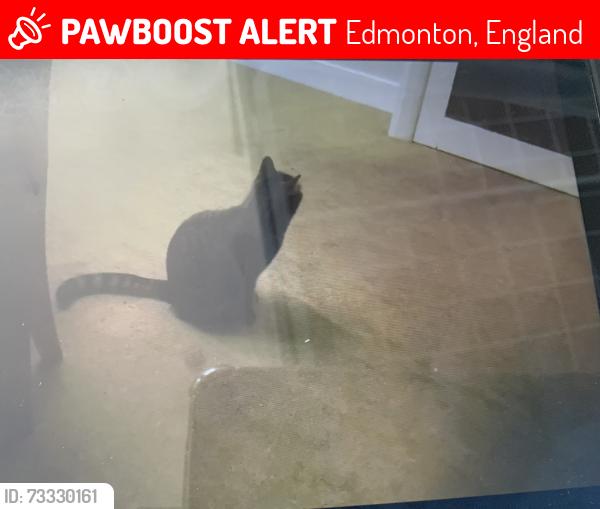 Lost Female Cat last seen Edmonton green, Edmonton, England 