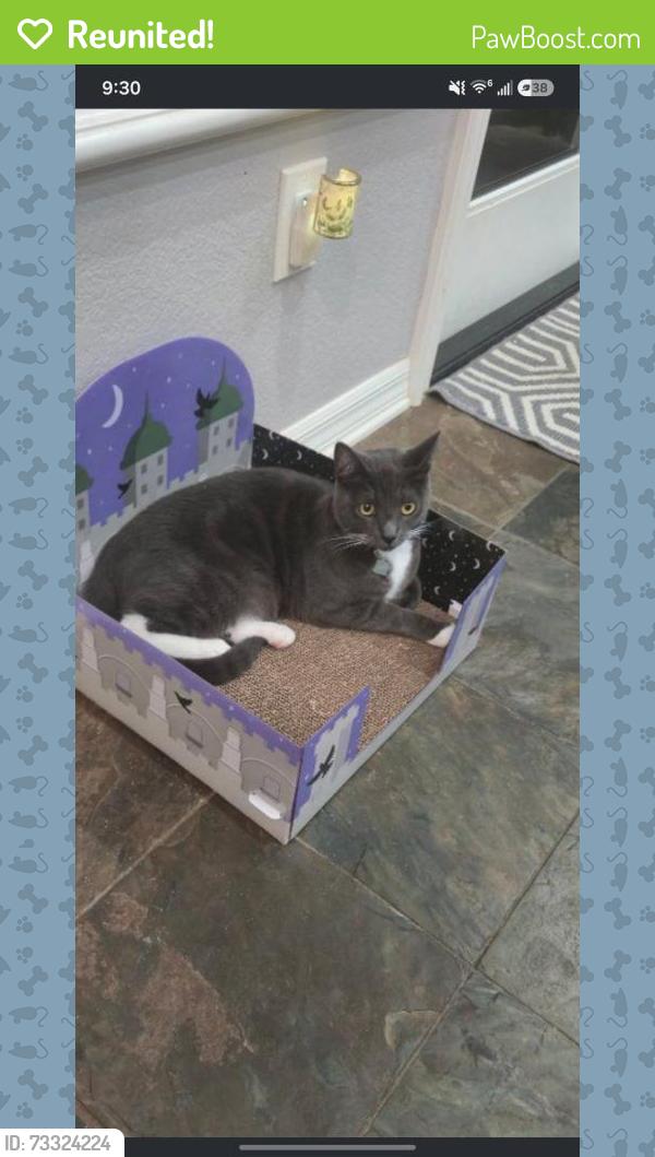 Reunited Male Cat last seen RAINS AND campus Park, Moorpark, CA 93021