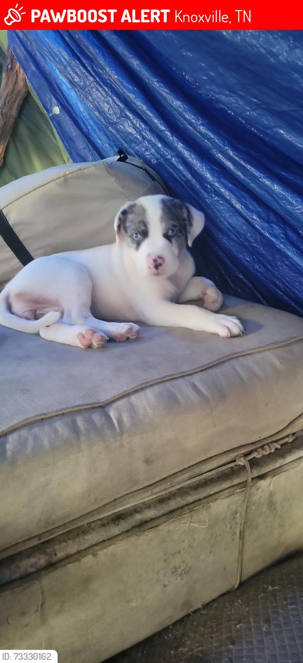 Lost Female Dog last seen Cherry street exit Knoxville tn 37917, Knoxville, TN 37914