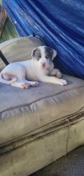 Lost Female Dog last seen Cherry street exit Knoxville tn 37917, Knoxville, TN 37914
