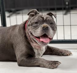 Shelter Stray Female Dog last seen Near Home Avenue, San Diego, CA, 92105, 5500 Gaines St, San Diego, CA 92110, USA