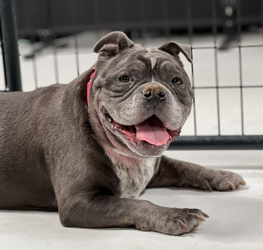 Shelter Stray Female Dog last seen Near Home Avenue, San Diego, CA, 92105, 5500 Gaines St, San Diego, CA 92110, USA