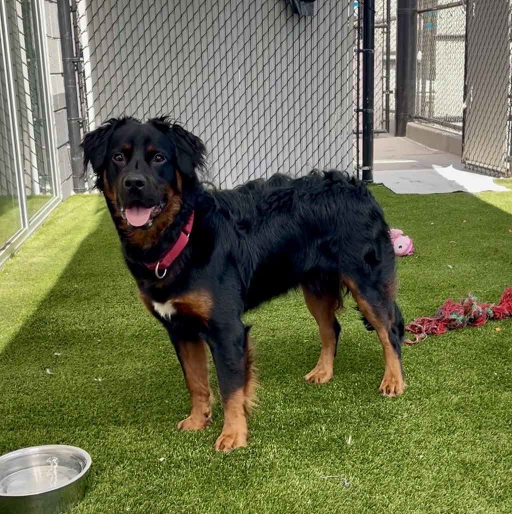 Shelter Stray Male Dog last seen Imperial Avenue, San Diego, CA, 92114, 5500 Gaines St, San Diego, CA 92110, USA