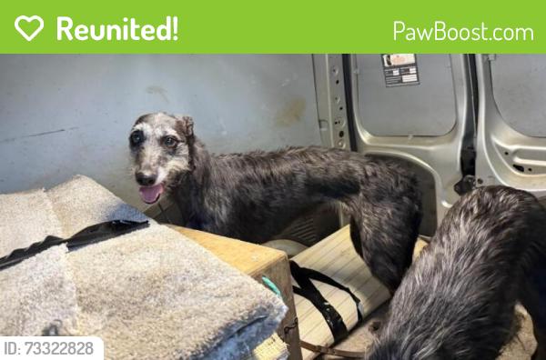 Reunited Female Dog last seen Priesthorpe Lane Farsley Pudsey LS28 5SG England, Farsley, England LS28 5SG