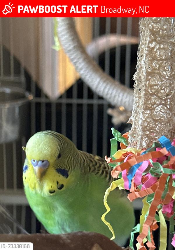 Lost Male Bird last seen McDougald Road and Mt Pisgah, Broadway, NC 27505