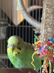 Lost Male Bird last seen McDougald Road and Mt Pisgah, Broadway, NC 27505