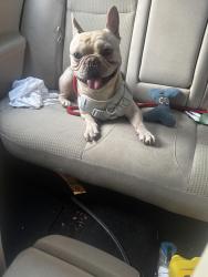 Reunited Male Dog last seen Victor street, Washington, DC 20011