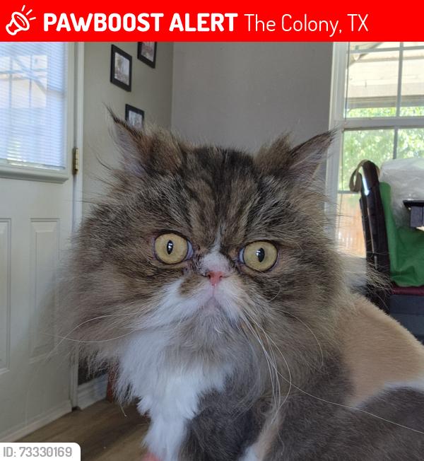 Lost Female Cat last seen Lake highlands, Garza, The Colony, TX 75056