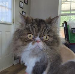 Lost Female Cat last seen Lake highlands, Garza, The Colony, TX 75056