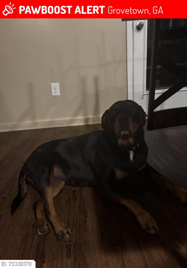 Lost Female Dog last seen Robinson Avenue, Grovetown, GA 30813