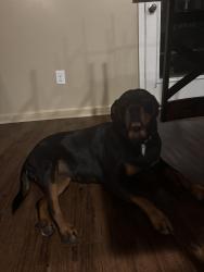 Lost Female Dog last seen Robinson Avenue, Grovetown, GA 30813