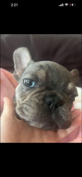 Lost Male Dog last seen SanJuan and northgate blvd, Sacramento, CA 95834
