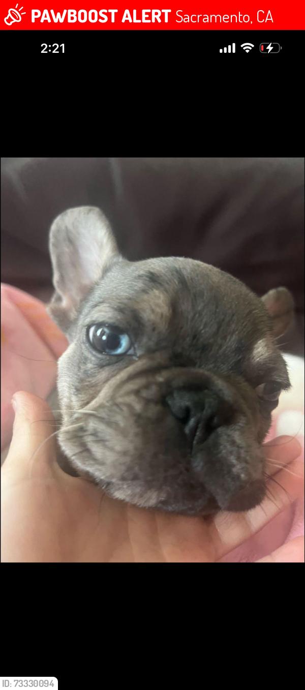 Lost Male Dog last seen SanJuan and northgate blvd, Sacramento, CA 95834