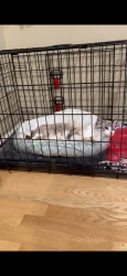 Found/Stray Unknown Cat last seen Lions park, Big Lake, MN 55309