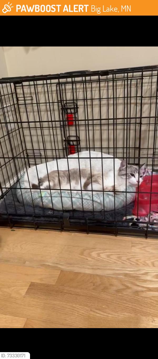 Found/Stray Unknown Cat last seen Lions park, Big Lake, MN 55309