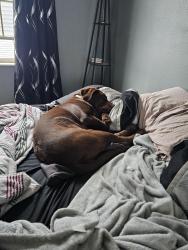 Reunited Female Dog last seen Boyson and council, Cedar Rapids, IA 52402
