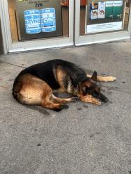 Found/Stray Male Dog last seen next to paul’s fruit market, Louisville, KY 40220