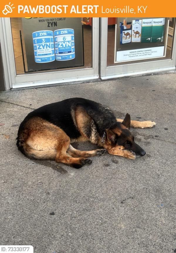 Found/Stray Male Dog last seen next to paul’s fruit market, Louisville, KY 40220