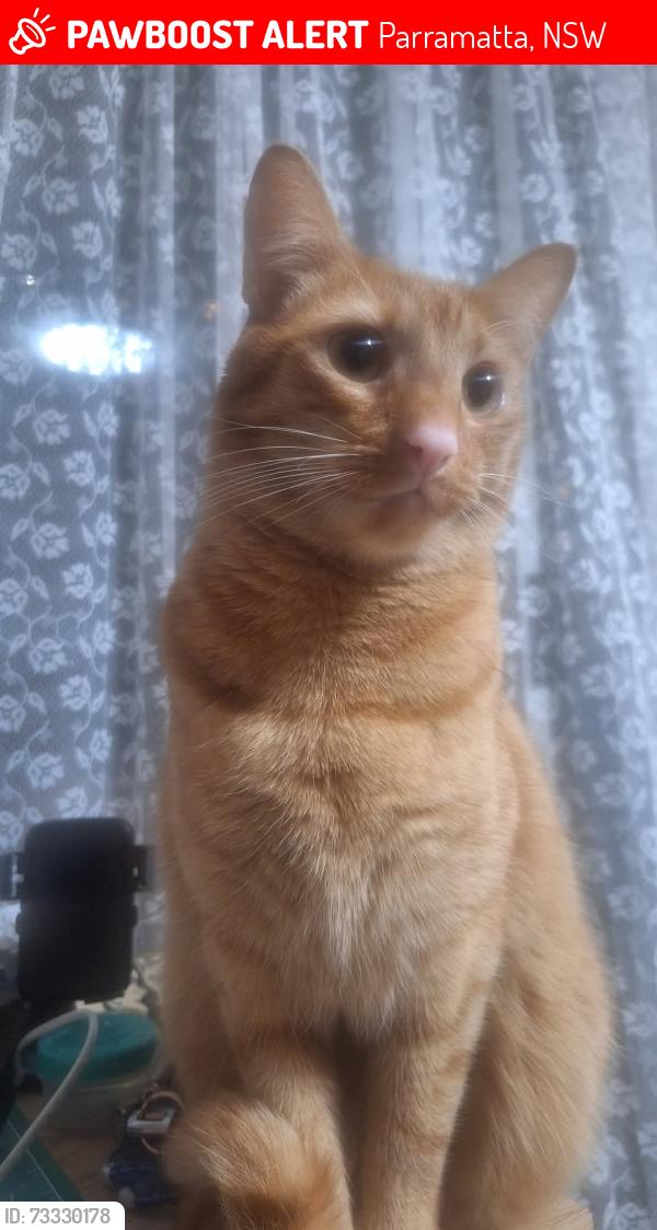 Lost Male Cat last seen Charles Street Parramatta, Parramatta, NSW 2150