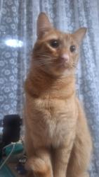 Lost Male Cat last seen Charles Street Parramatta, Parramatta, NSW 2150