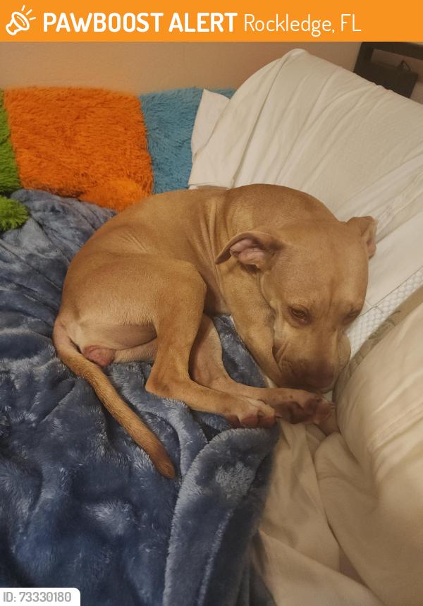 Found/Stray Female Dog last seen Angela Ave rockledge Florida, Rockledge, FL 32955
