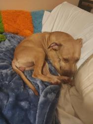 Found/Stray Female Dog last seen Angela Ave rockledge Florida, Rockledge, FL 32955
