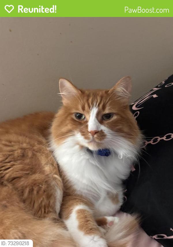 Reunited Male Cat last seen Central entrance,, Duluth, MN 55805
