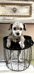 Lost Female Dog last seen Hampton Bend Ln, Houston, TX 77070