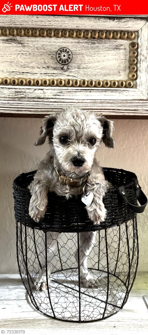 Lost Female Dog last seen Hampton Bend Ln, Houston, TX 77070