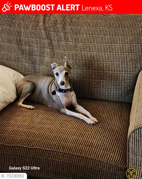 Lost Female Dog last seen Jerrys baitshop, Lenexa, KS 66215