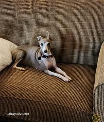 Lost Female Dog last seen Jerrys baitshop, Lenexa, KS 66215