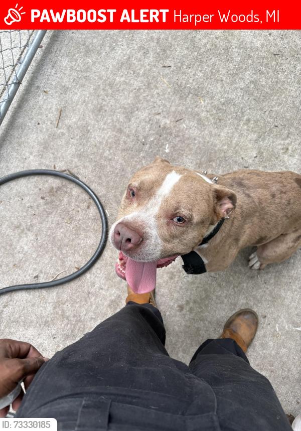 Lost Male Dog last seen Preless, Harper Woods, MI 48225