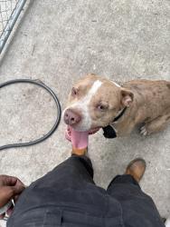 Lost Male Dog last seen Preless, Harper Woods, MI 48225