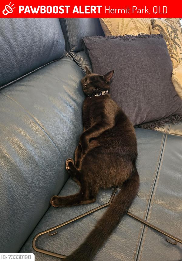 Lost Male Cat last seen Ahearne st, Hermit Park, QLD 4812