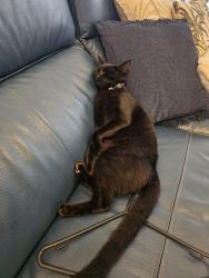 Lost Male Cat last seen Ahearne st, Hermit Park, QLD 4812