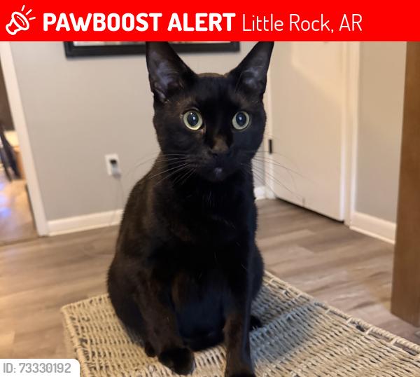 Lost Female Cat last seen University Avenue, Little Rock, AR 72204