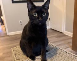 Lost Female Cat last seen University Avenue, Little Rock, AR 72204