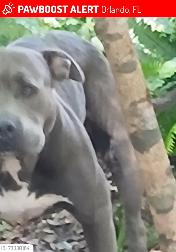 Lost Male Dog last seen Silver star road, Orlando, FL 32804
