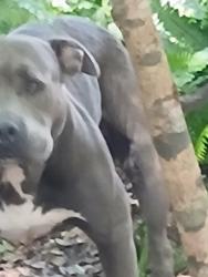 Lost Male Dog last seen Silver star road, Orlando, FL 32804