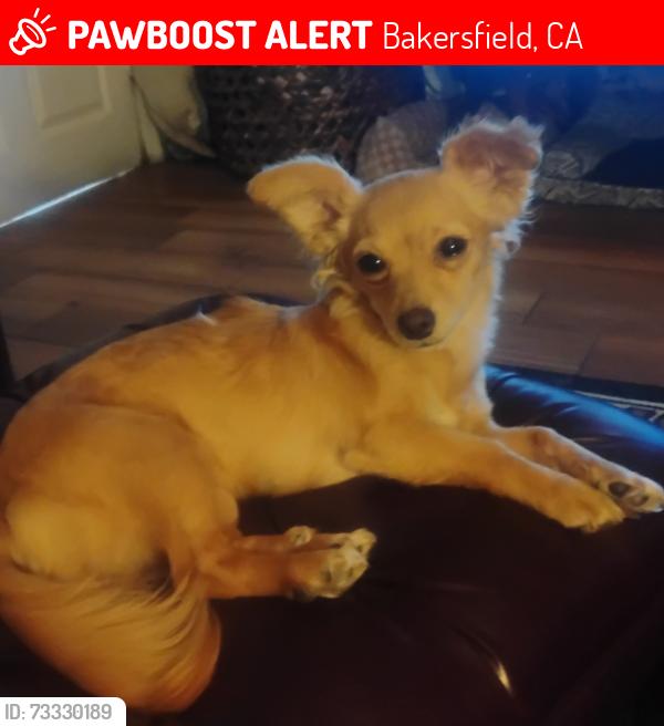 Lost Female Dog last seen 10th and M st, Bakersfield, CA 93304