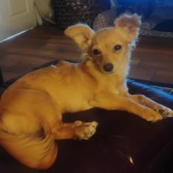 Lost Female Dog last seen 10th and M st, Bakersfield, CA 93304