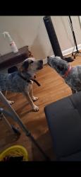 Lost Male Dog last seen 200A, Ocala, FL 34479