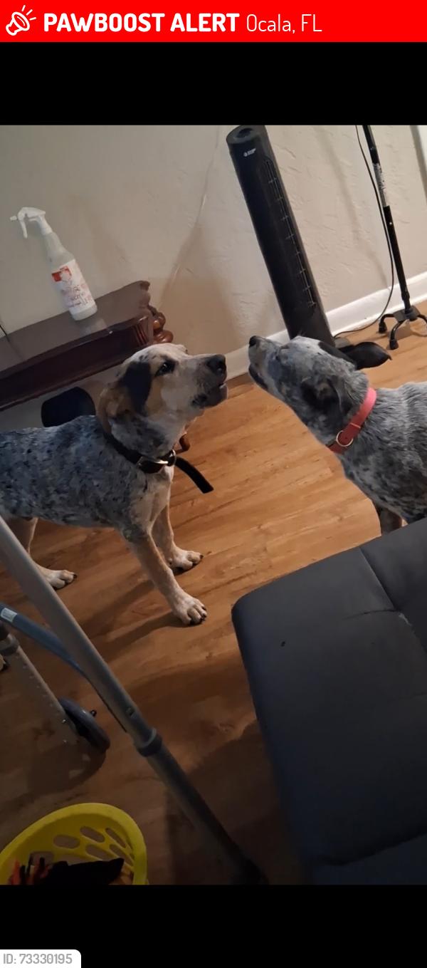 Lost Male Dog last seen 200A, Ocala, FL 34479