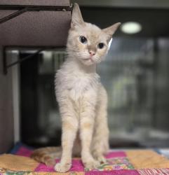 Shelter Stray Male Cat last seen Near BLOCK THOUSAND OAKS BUILDING 13, 4710 TX-151, San Antonio, TX 78227, USA