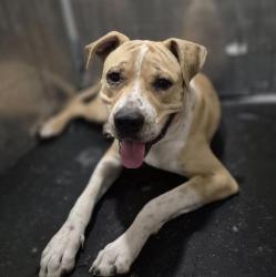 Shelter Stray Male Dog last seen Near BLOCK S ZARZAMORA BUILDING 6, 4710 TX-151, San Antonio, TX 78227, USA