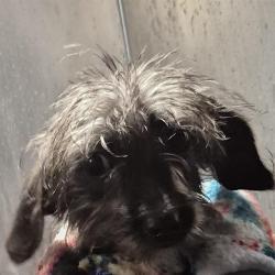 Shelter Stray Female Dog last seen Near BLOCK GREMBLER, 4710 TX-151, San Antonio, TX 78227, USA