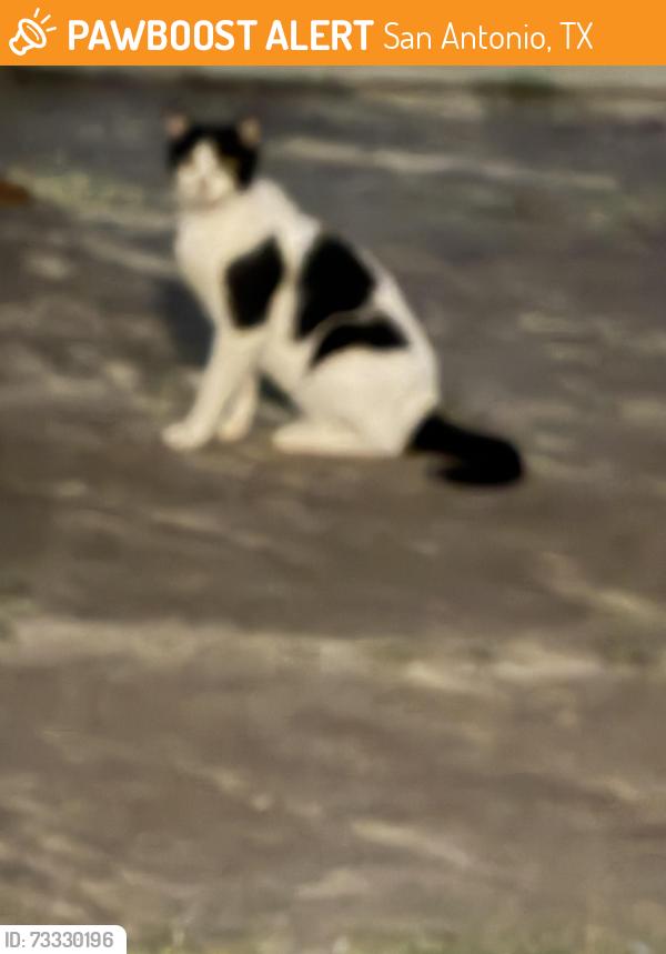 Found/Stray Unknown Cat last seen San Pedro and Magnolia, San Antonio, TX 78212