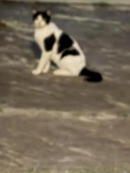 Found/Stray Unknown Cat last seen San Pedro and Magnolia, San Antonio, TX 78212